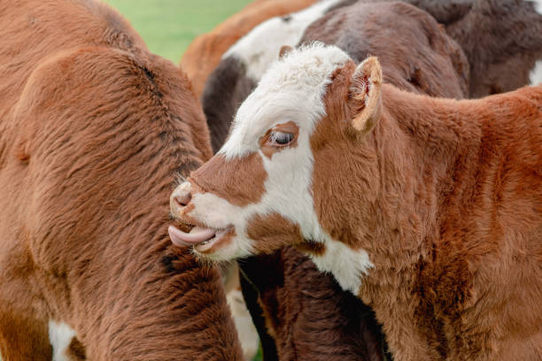 istock Calf with Tounge Sticking Out 1432104803