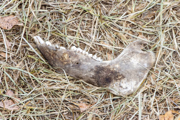 Animal Jaw Bone in the grass stock photo