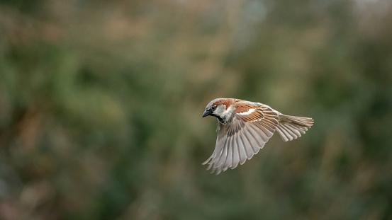 Action Shot of Common House Sparrow Flying with Selective Focus and Copy Space