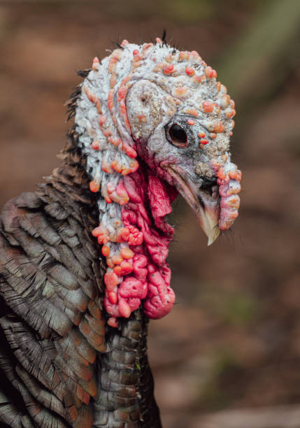 istock Closeup Portrait of a Turkey 1432104818