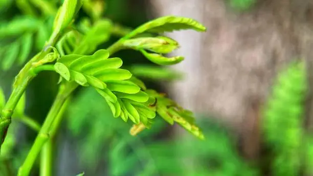 Photo of looks beautiful tamarind tree leaves in the garden