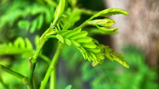 Photo of looks beautiful tamarind tree leaves in the garden