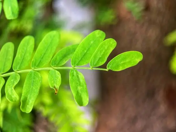 Photo of looks beautiful tamarind tree leaves in the garden