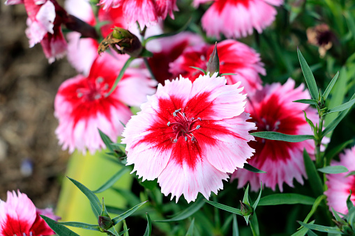 Dianthus flowers of family Caryophyllaceae