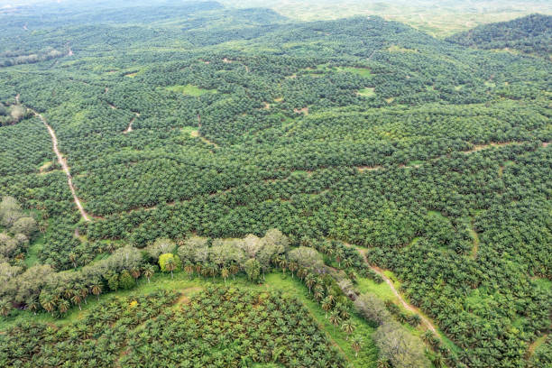 istock Palm plantation in Sabah Borneo Malaysia 1432106796