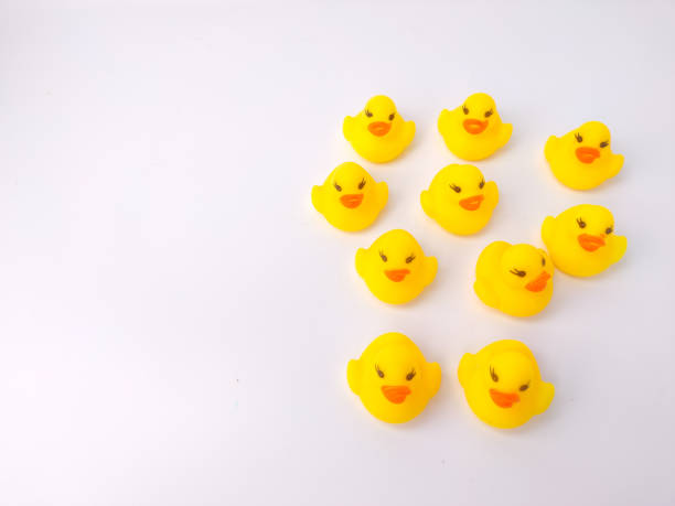 istock A group of toy ducks gathered on a white background 1432107974