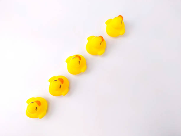 istock A group of toy ducks arranged straight on a white background 1432108017