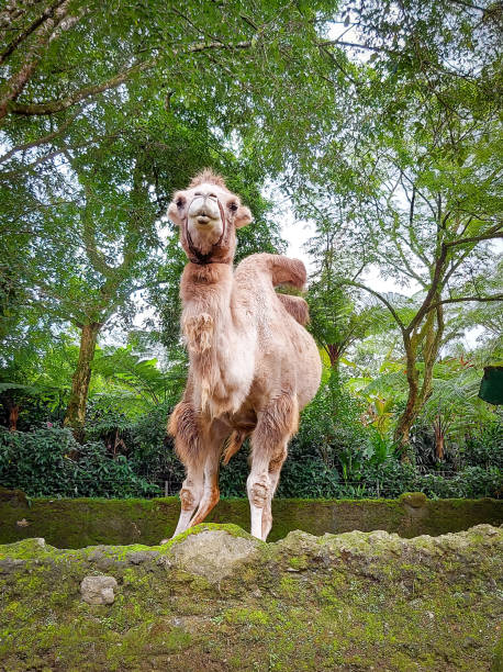 istock A Bactrian camel looks at visitors at a zoo themed on wildlife and conservation. 1432109618