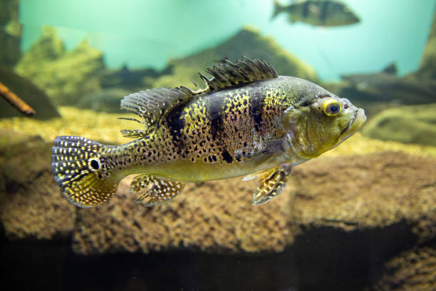 istock Fish cichla kelberi macropomum in natural habitat 1432110712
