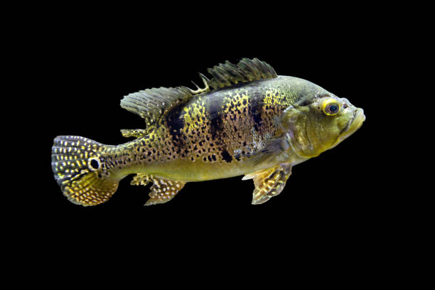 istock Fish cichla kelberi macropomum on black background 1432113592