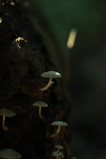świecące lampy grzybowe z świetlikami w magicznym lesie - orange mushroom asia brown zdjęcia i obrazy z banku zdjęć