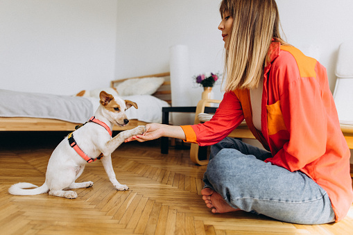 A cute obedience puppy gives a paw to its owner during training at home. Animal theme. Simple living concept