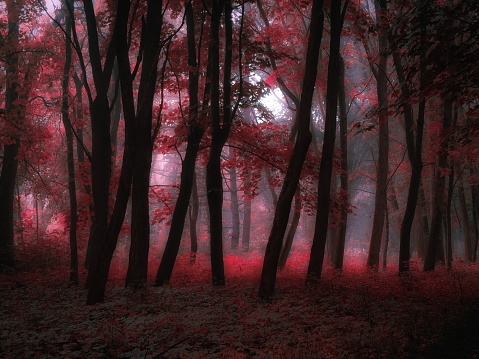 Magical forest in the fog in pink tones. Dark autumn forest in the morning. Mysterious woods. Beautiful nature.