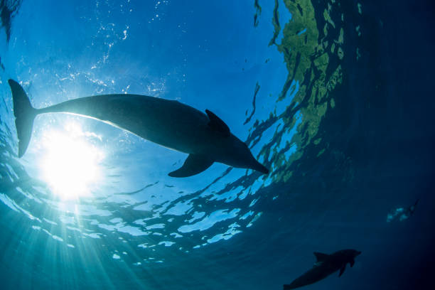istock Dolphins near the surface of the water 1432118721