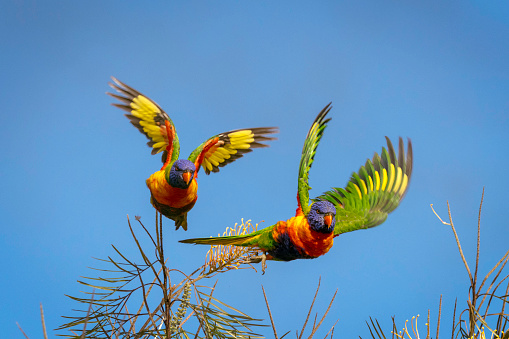 Two Rainbow Lorikeets Taken Off Together