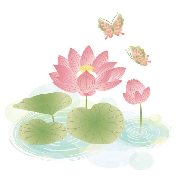 ilustracja kwiatu lotosu - floating on water petal white background water stock illustrations