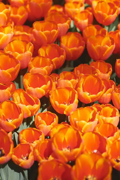 Photo of Vertical photo of blooming red tulips. Springtime. Flower background