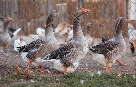 Various poultries in farm outdoor