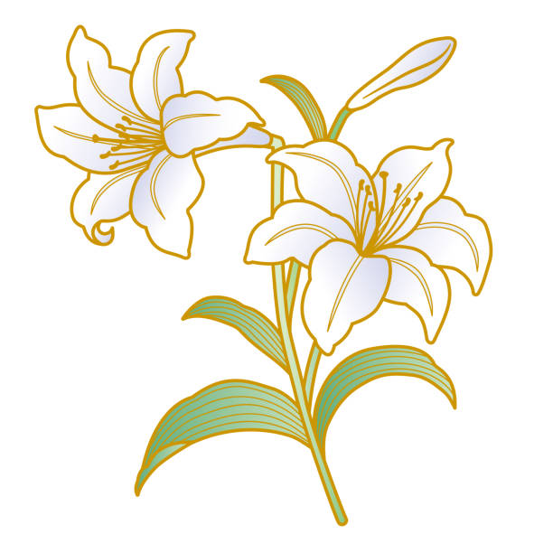 ilustraciones, imágenes clip art, dibujos animados e iconos de stock de ilustración de flores de lirio con patrón japonés - easter lily lily white backgrounds