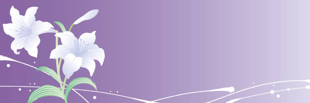 오봉 오이건 템플릿 배경 백합 - lavender coloured stock illustrations