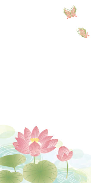 오봉 오이건 템플릿 배경 연꽃 - floating on water petal white background water stock illustrations