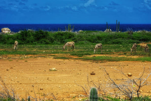 A herd of donkeys  on rocky terrain with the Caribbean Sea in the background under a blue sky on the island of Bonaire