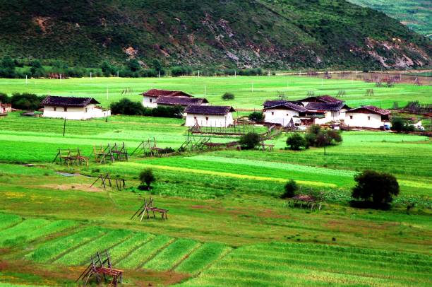 istock Summer plateau, Tibetan village, crop field and haystack frame 1432124534