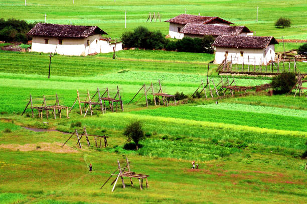 Traditional Tibetan dwellings and green crop field and many empty haystack frames. Unfortunately, nearly 20 years later, the houses is no longer in its original shape, decorated with too much glass and aluminum alloy. Photographic slide photo in Jul 2004, Shangrila China