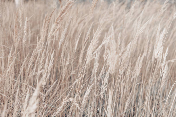 Pampas grass in autumn. Natural background. Dry beige reed. Pastel neutral colors and earth tones. Banner. Selective focus. Pampas grass in autumn. Natural background. Dry beige reed. Pastel neutral colors and earth tones. Banner. Selective focus. sedge stock pictures, royalty-free photos & images