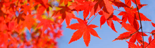 herbstbannerbild - nature environmental conservation red japanese maple stock-fotos und bilder