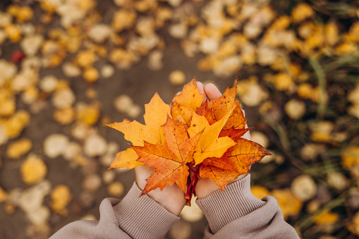 Dried leaves on a white clean wood board. The leaves colored in yellow, orange and red are piled on making a line in the bottom of the photo. White wooden background is new and clean. It has a clear texture of wood. A wood grain pattern featuring even grains of wood running horizontally across the image.