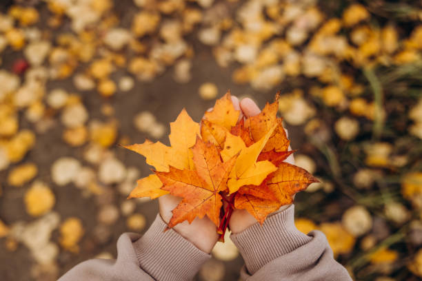 Close-up of child hands holding yellow autumn maple leaf. Autumn background. Selective focus Close-up of child hands holding yellow autumn maple leaf. Autumn background. Selective focus autumn orange maple leaf tree stock pictures, royalty-free photos & images