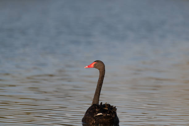 istock Black swan looking back while swimming away 1432128972