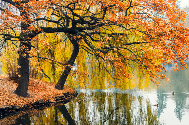 붉은 가을 나무가있는 조용한 연못 - autumn leaf nature november 뉴스 사진 이미지