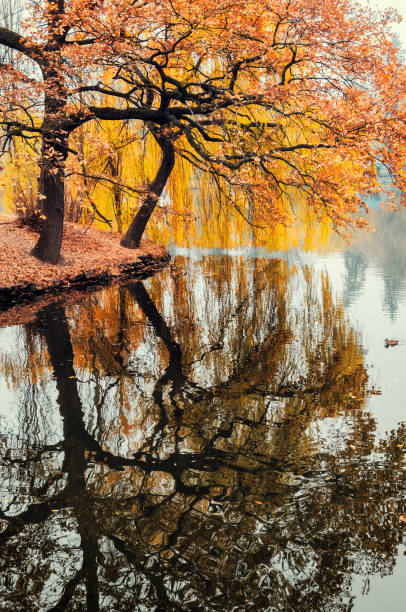 istock Autumn trees reflection in the park pond. 1432128975