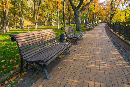 Bench in the sunny autumn park. Tranquil morning in the city park