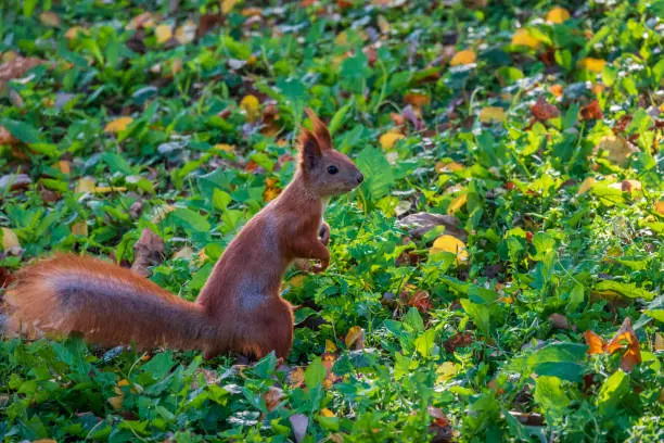 Photo of Cute red squirrel standing on two legs