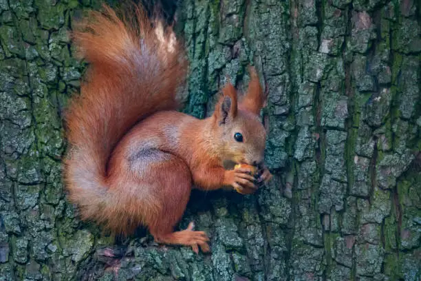 Photo of Cute little squirrel