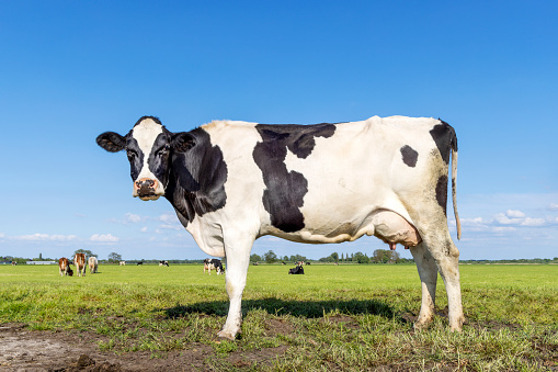 1 Cow full length side view in a field black and white, standing milk cattle, a blue sky and horizon over land in the Netherland