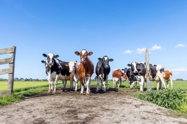 istock Cows front row, a black red and white herd, group together on a path in a field, gate is open, happy and joyful and a blue sky, a panorama wide view 1432129340