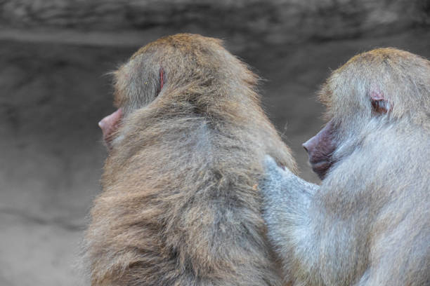 A paradise for wild monkeys in a popular tourist spot in the northern part of Nagano Prefecture, Hokushin, Japan.The monkeys come to bathe in hot springs in the winter. Tourists from all over the world come to observe the monkeys.