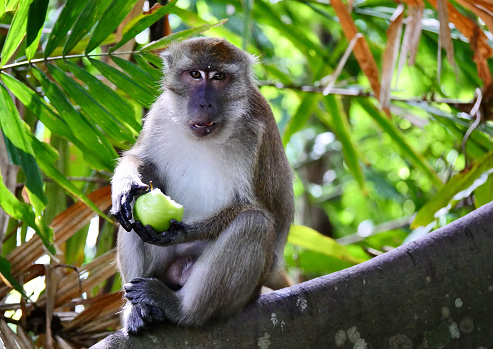 Long-tailed or crab-eating macaque are commonly seen even along roads in Langkawi, Malaysia. People who pass by often give them food too.