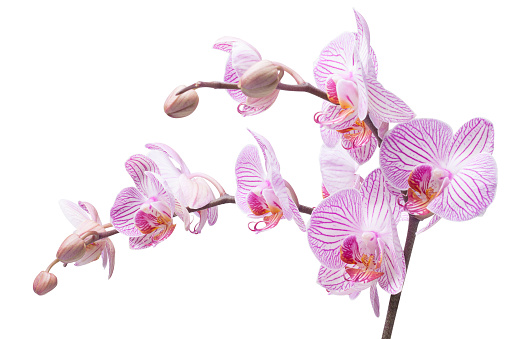 Blooming pink Phalaenopsis orchid in a flower pot. White background, frontal view.