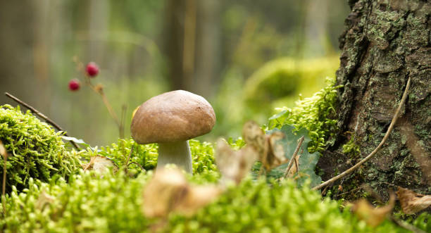istock Wild Boletus Mushroom growing on lush green moss 1432135422