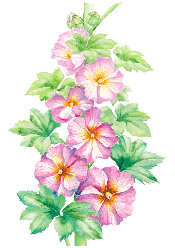 hand painted watercolor illustration of hollyhock flowers, vector
