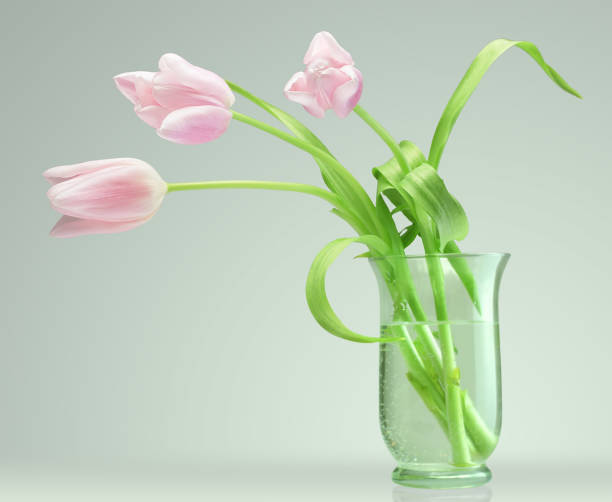 tulips in a glass vase on color background