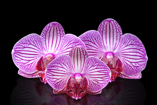 three orchid flower with stripes lie on a black background. isolated.