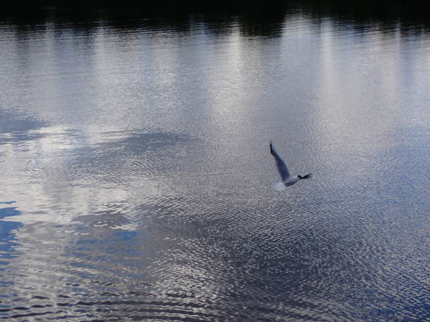 istock Seagull flying free over a lake 1432136993