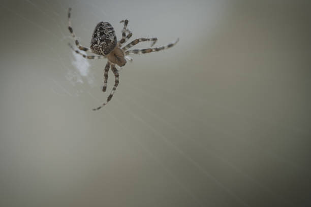 Cross spider in a spider web, lurking for prey. Blurred background. A useful hunter among insects. Arachnid. Animal photo from the wild.