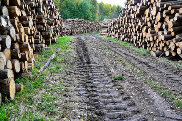 timber stacked beside muddy forest road in september Kumla Sweden september 26 2022